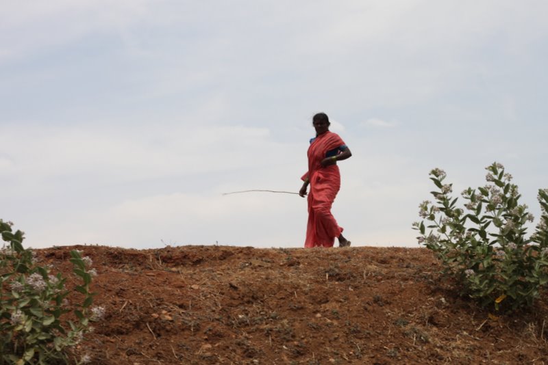 Shepherdess.